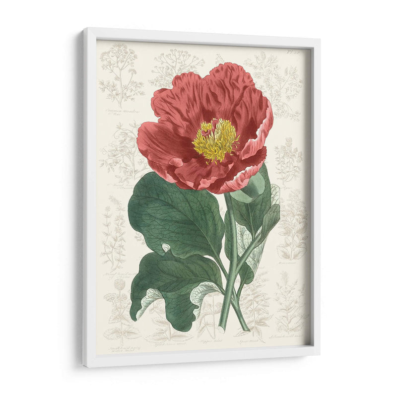 Peony Flower Garden I - Vision Studio | Cuadro decorativo de Canvas Lab