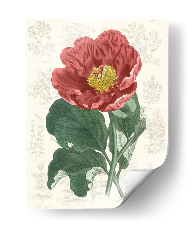 Peony Flower Garden I - Vision Studio | Cuadro decorativo de Canvas Lab