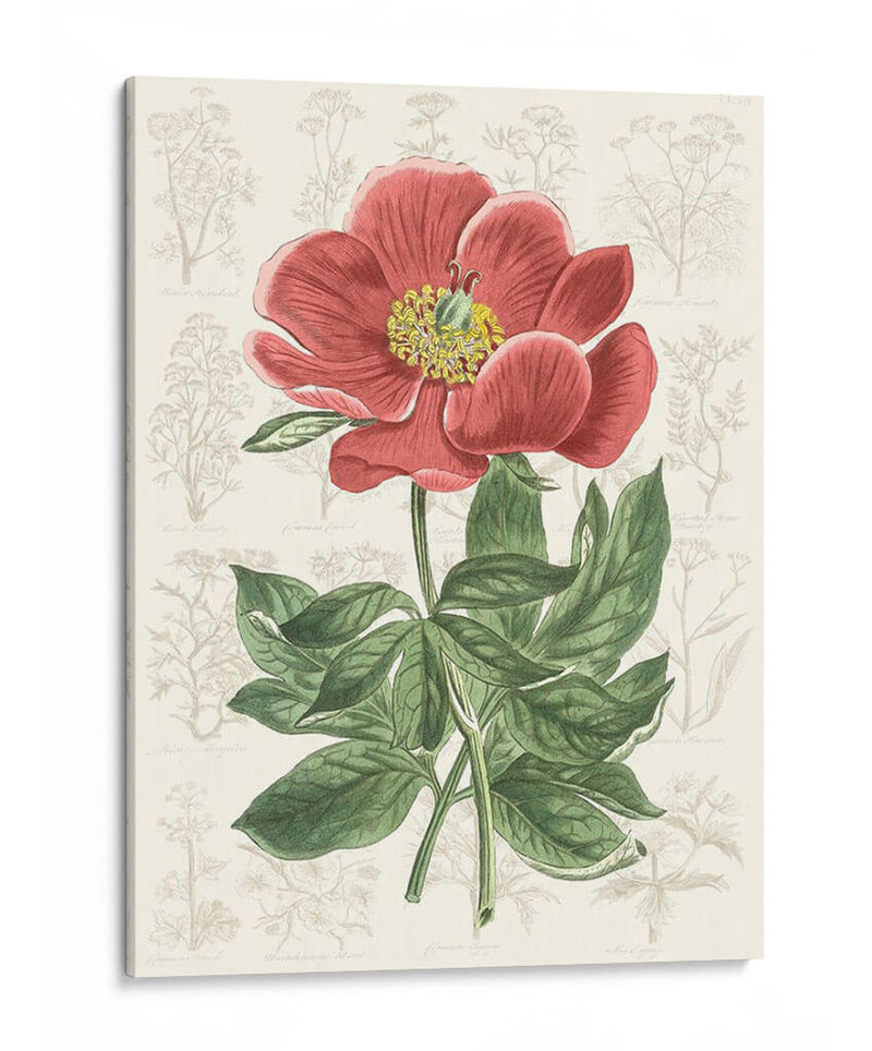 Peony Flower Garden Ii - Vision Studio | Cuadro decorativo de Canvas Lab