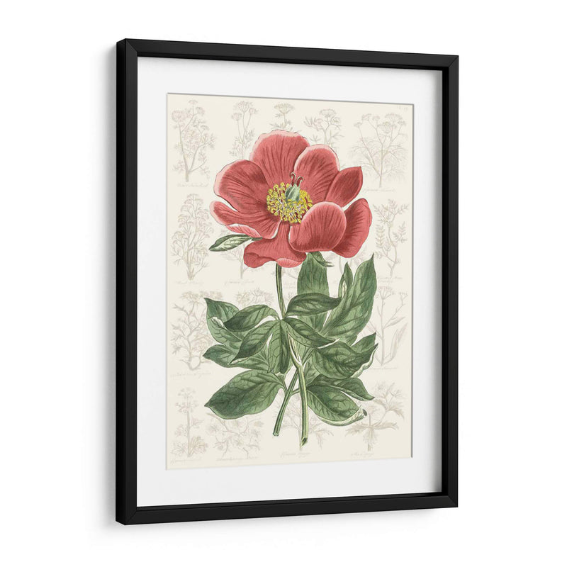 Peony Flower Garden Ii - Vision Studio | Cuadro decorativo de Canvas Lab