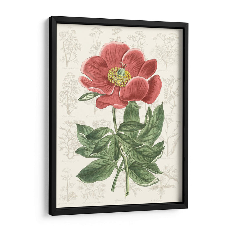 Peony Flower Garden Ii - Vision Studio | Cuadro decorativo de Canvas Lab