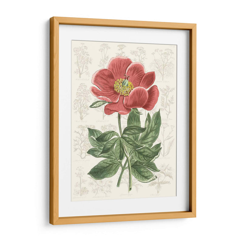 Peony Flower Garden Ii - Vision Studio | Cuadro decorativo de Canvas Lab