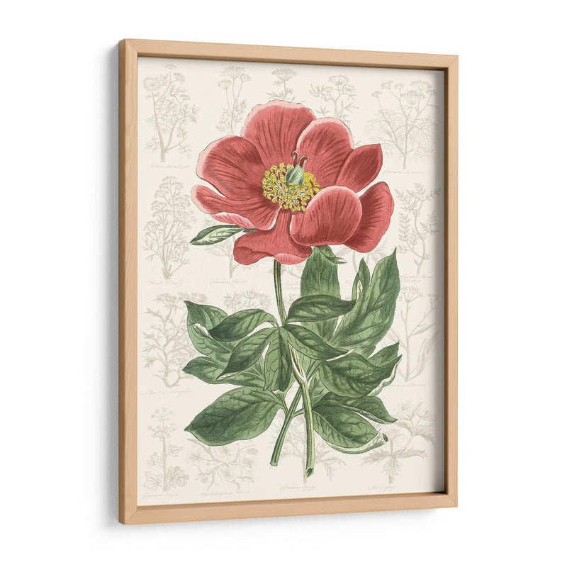 Peony Flower Garden Ii - Vision Studio | Cuadro decorativo de Canvas Lab