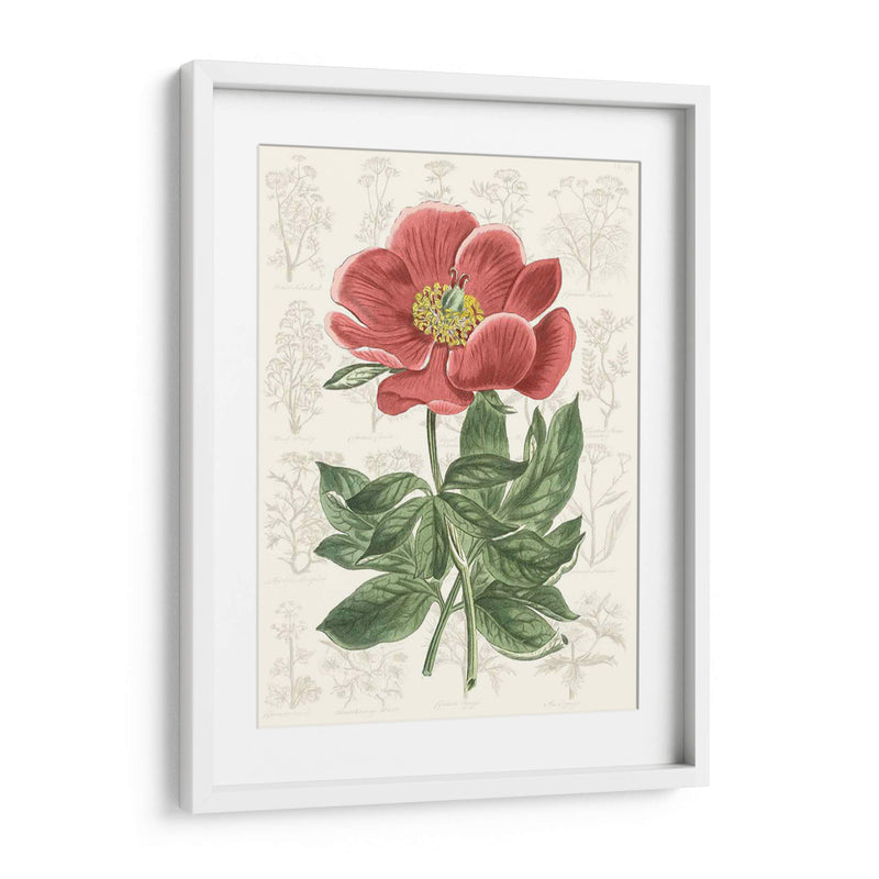 Peony Flower Garden Ii - Vision Studio | Cuadro decorativo de Canvas Lab