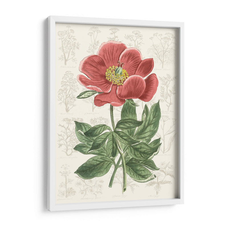 Peony Flower Garden Ii - Vision Studio | Cuadro decorativo de Canvas Lab