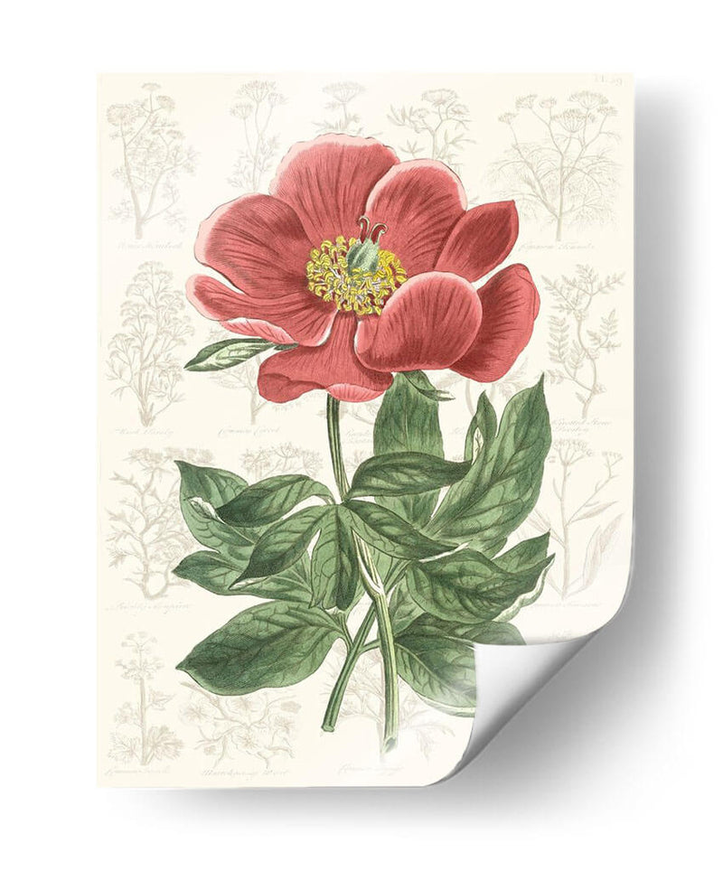 Peony Flower Garden Ii - Vision Studio | Cuadro decorativo de Canvas Lab