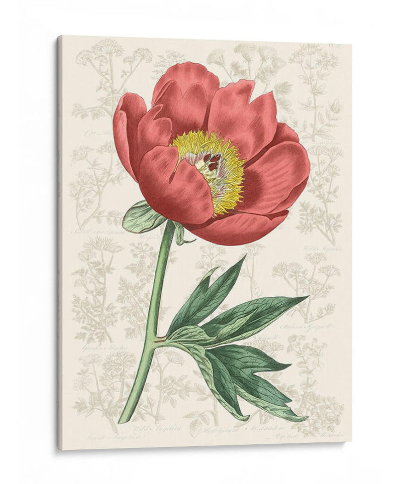 Peony Flower Garden Iii - Vision Studio | Cuadro decorativo de Canvas Lab