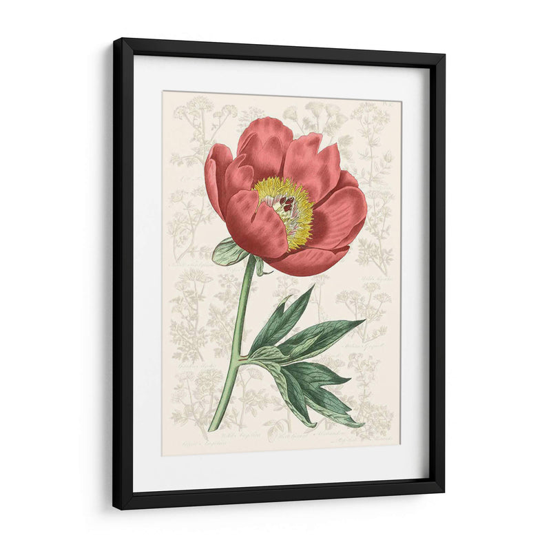 Peony Flower Garden Iii - Vision Studio | Cuadro decorativo de Canvas Lab