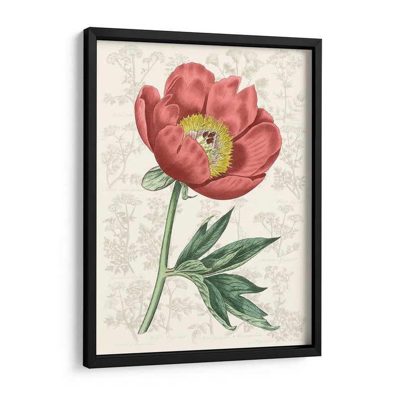 Peony Flower Garden Iii - Vision Studio | Cuadro decorativo de Canvas Lab