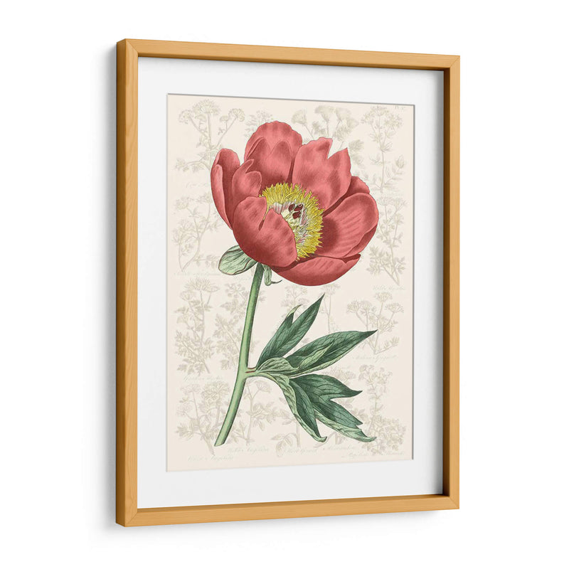 Peony Flower Garden Iii - Vision Studio | Cuadro decorativo de Canvas Lab