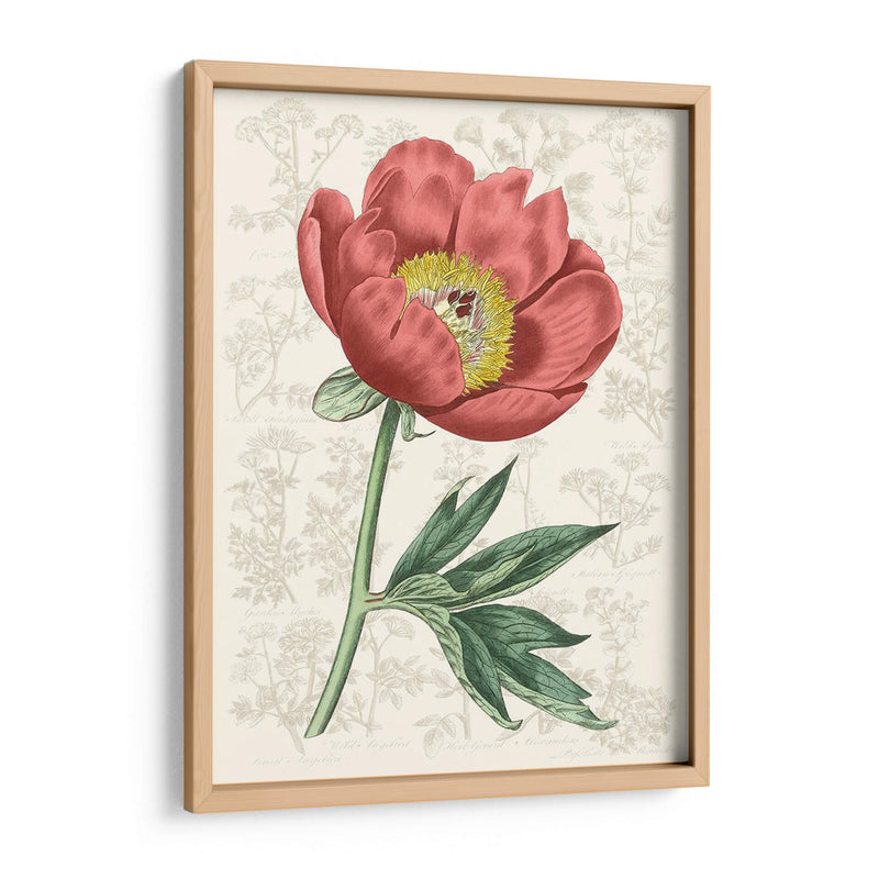 Peony Flower Garden Iii - Vision Studio | Cuadro decorativo de Canvas Lab