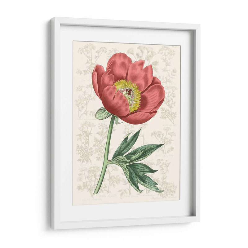 Peony Flower Garden Iii - Vision Studio | Cuadro decorativo de Canvas Lab