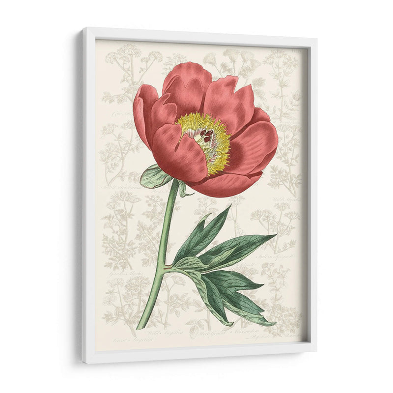 Peony Flower Garden Iii - Vision Studio | Cuadro decorativo de Canvas Lab