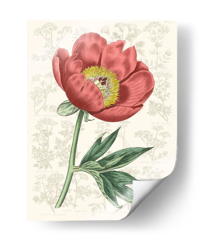 Peony Flower Garden Iii - Vision Studio | Cuadro decorativo de Canvas Lab