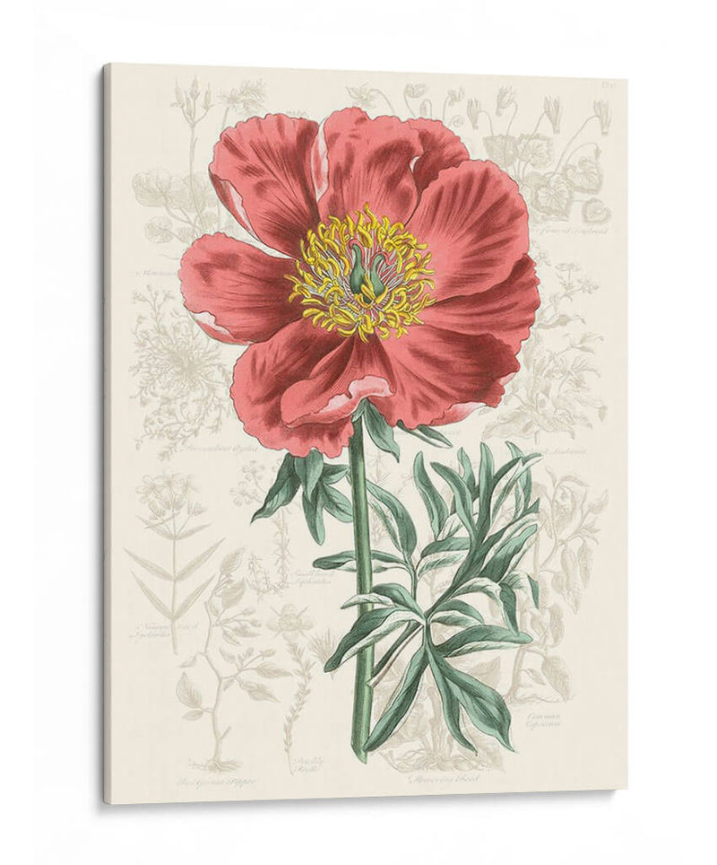 Peony Flower Garden Iv - Vision Studio | Cuadro decorativo de Canvas Lab