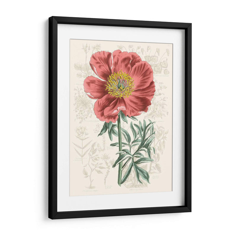 Peony Flower Garden Iv - Vision Studio | Cuadro decorativo de Canvas Lab