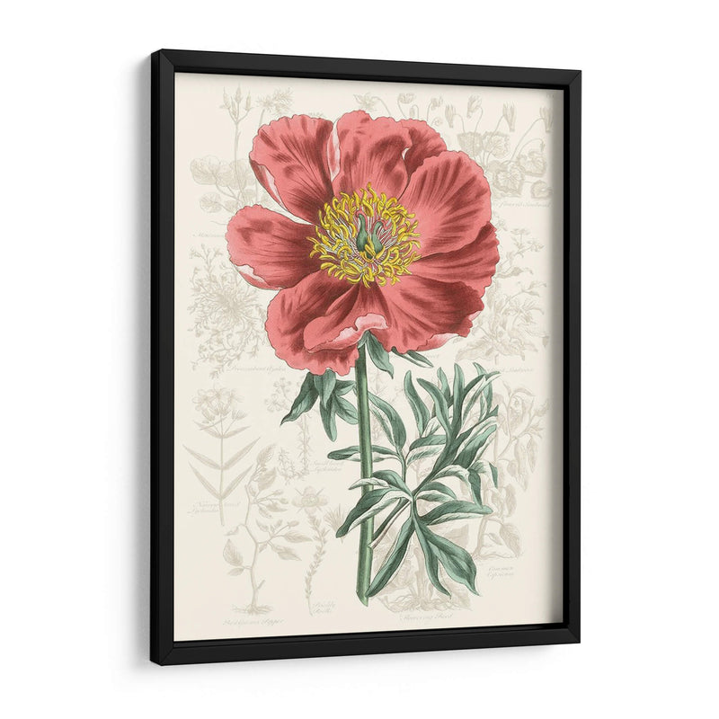 Peony Flower Garden Iv - Vision Studio | Cuadro decorativo de Canvas Lab