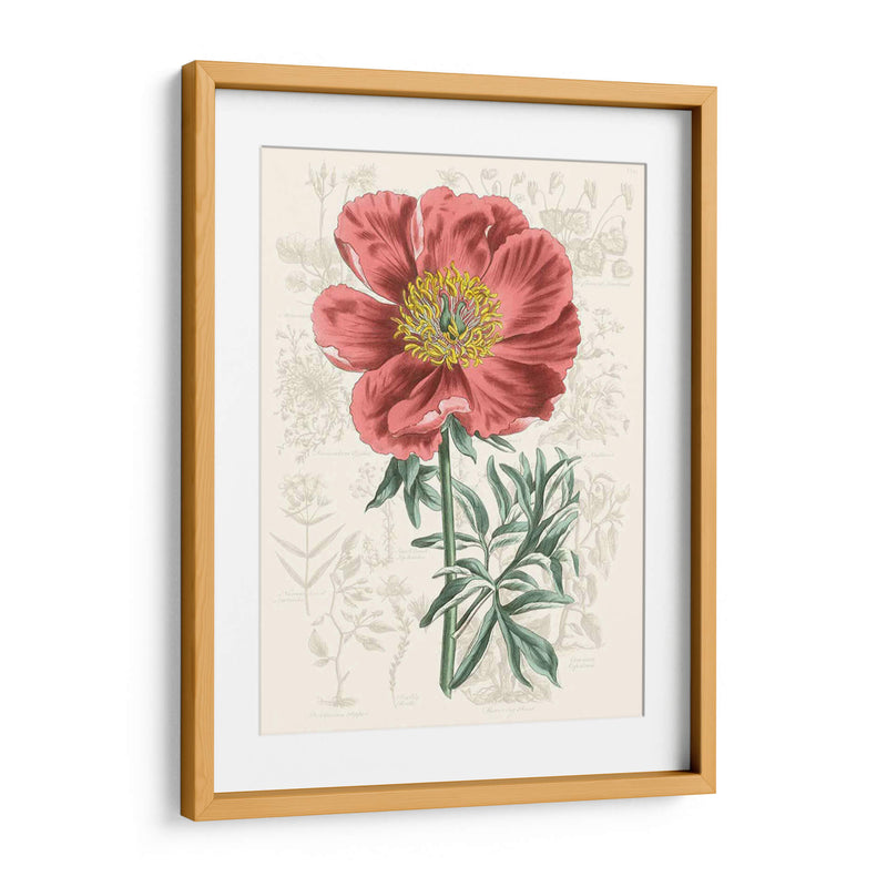 Peony Flower Garden Iv - Vision Studio | Cuadro decorativo de Canvas Lab