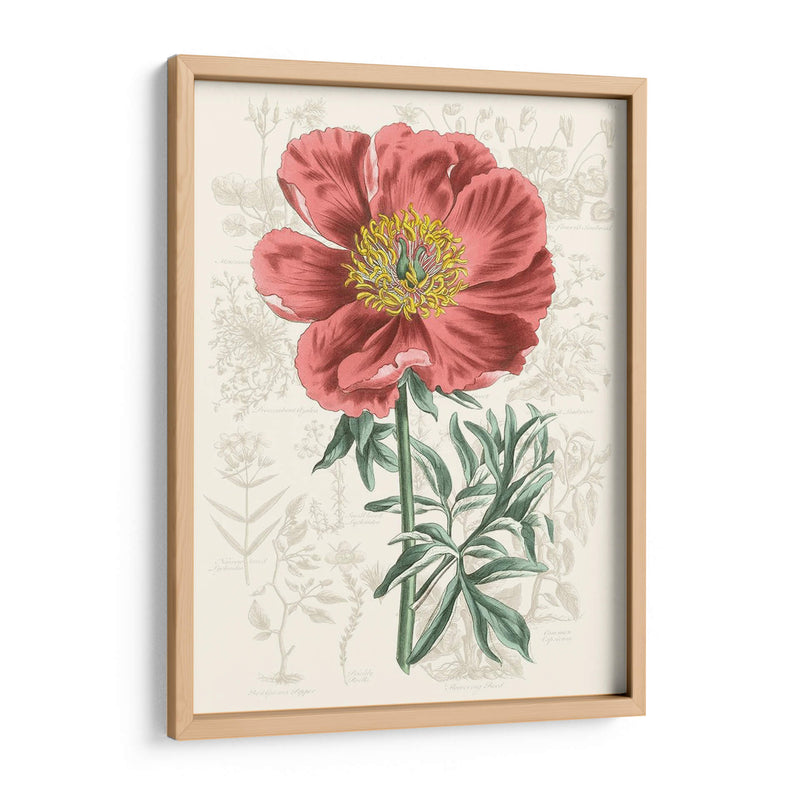 Peony Flower Garden Iv - Vision Studio | Cuadro decorativo de Canvas Lab