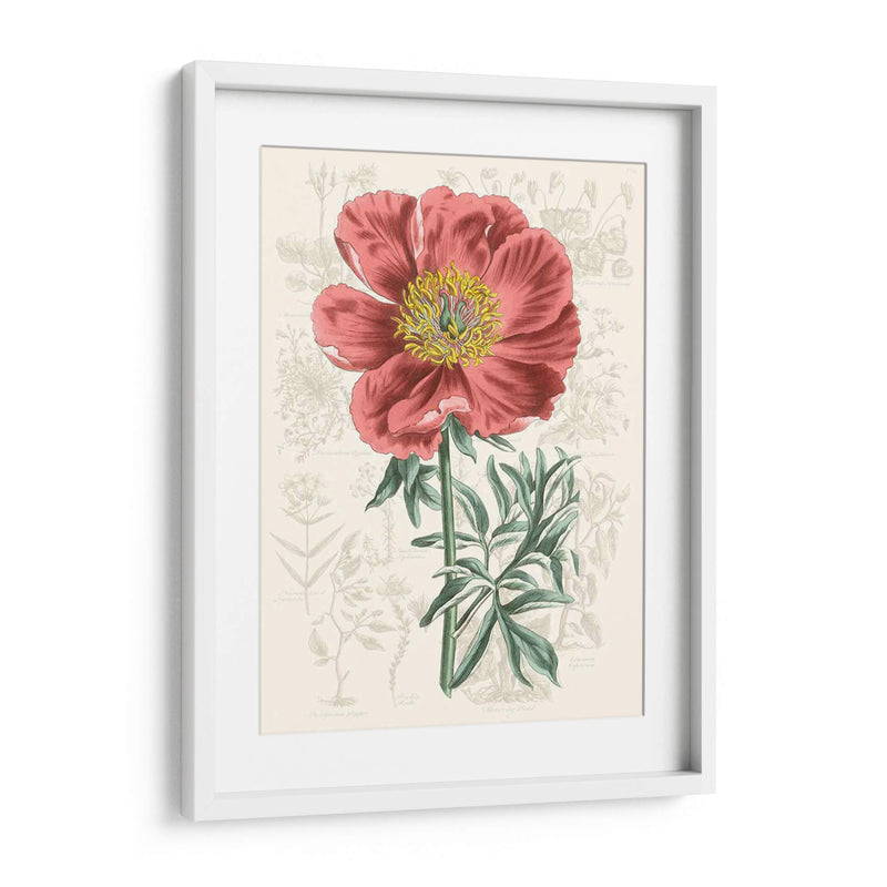 Peony Flower Garden Iv - Vision Studio | Cuadro decorativo de Canvas Lab