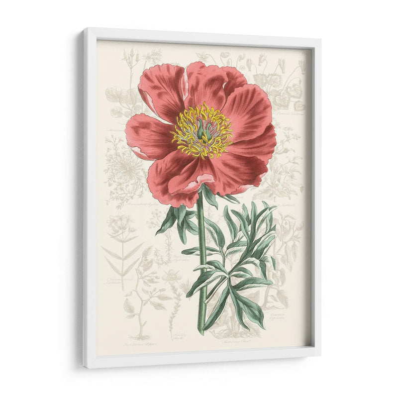 Peony Flower Garden Iv - Vision Studio | Cuadro decorativo de Canvas Lab