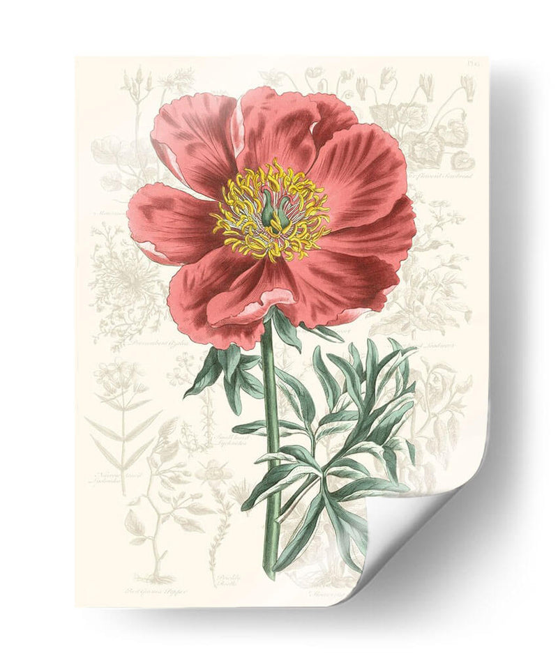 Peony Flower Garden Iv - Vision Studio | Cuadro decorativo de Canvas Lab