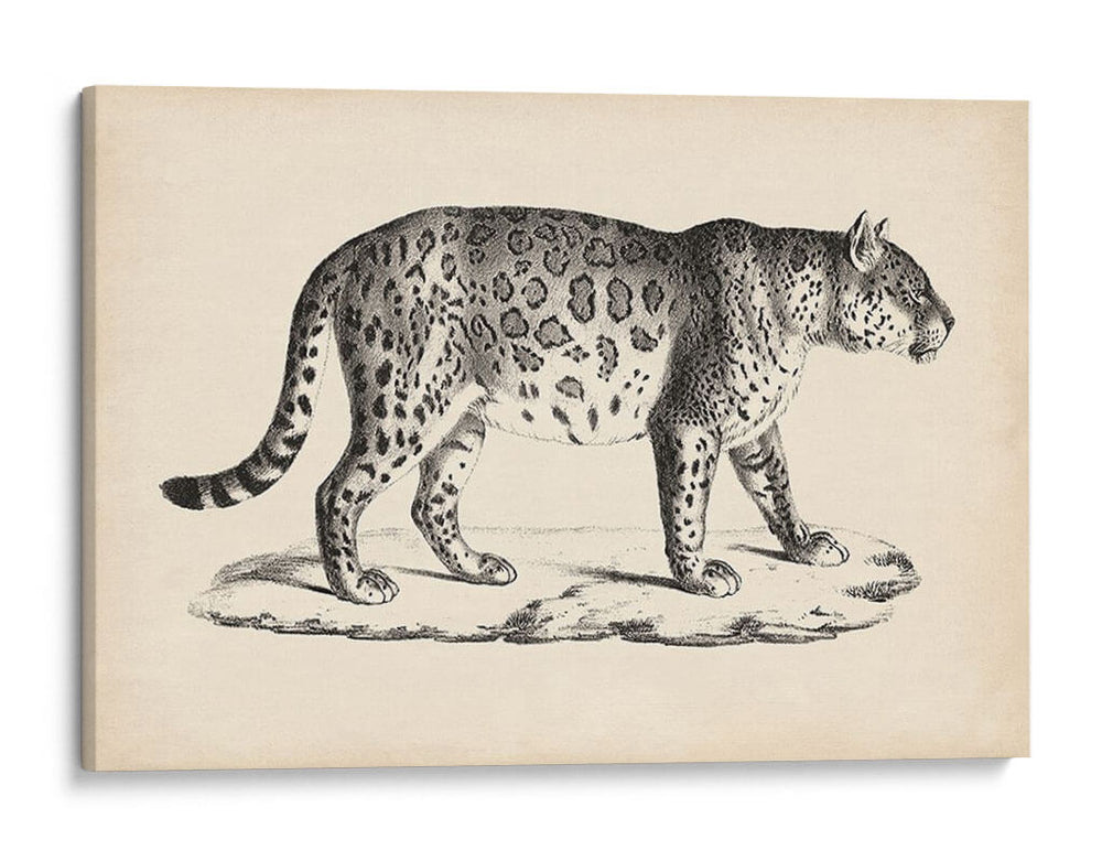 Leopardo Masculino Brodtmann - Brodtmann | Cuadro decorativo de Canvas Lab