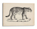 Leopardo Masculino Brodtmann - Brodtmann | Cuadro decorativo de Canvas Lab