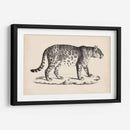 Leopardo Masculino Brodtmann - Brodtmann | Cuadro decorativo de Canvas Lab