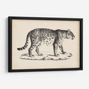 Leopardo Masculino Brodtmann - Brodtmann | Cuadro decorativo de Canvas Lab