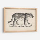 Leopardo Masculino Brodtmann - Brodtmann | Cuadro decorativo de Canvas Lab