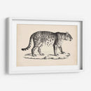 Leopardo Masculino Brodtmann - Brodtmann | Cuadro decorativo de Canvas Lab