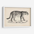 Leopardo Masculino Brodtmann - Brodtmann | Cuadro decorativo de Canvas Lab