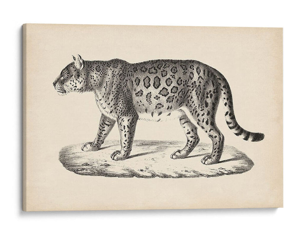 Brodtmann Leopardo Femenino - Brodtmann | Cuadro decorativo de Canvas Lab