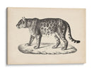 Brodtmann Leopardo Femenino - Brodtmann | Cuadro decorativo de Canvas Lab