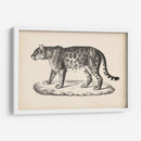 Brodtmann Leopardo Femenino - Brodtmann | Cuadro decorativo de Canvas Lab