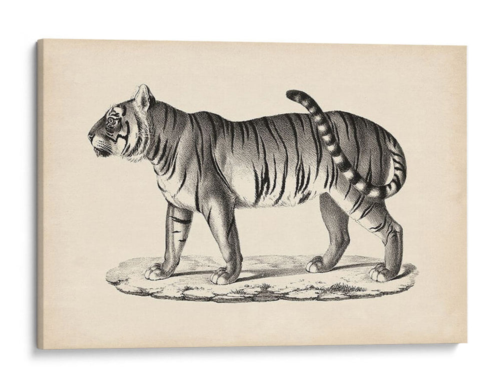 Brodtmann Masculino Tigre - Brodtmann | Cuadro decorativo de Canvas Lab
