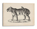 Brodtmann Masculino Tigre - Brodtmann | Cuadro decorativo de Canvas Lab