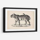 Brodtmann Masculino Tigre - Brodtmann | Cuadro decorativo de Canvas Lab
