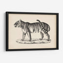 Brodtmann Masculino Tigre - Brodtmann | Cuadro decorativo de Canvas Lab