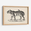 Brodtmann Masculino Tigre - Brodtmann | Cuadro decorativo de Canvas Lab