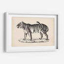 Brodtmann Masculino Tigre - Brodtmann | Cuadro decorativo de Canvas Lab