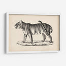 Brodtmann Masculino Tigre - Brodtmann | Cuadro decorativo de Canvas Lab