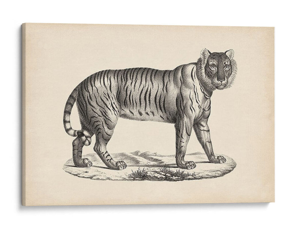 Brodtmann Tigre Femenino - Brodtmann | Cuadro decorativo de Canvas Lab
