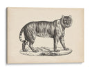 Brodtmann Tigre Femenino - Brodtmann | Cuadro decorativo de Canvas Lab