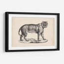 Brodtmann Tigre Femenino - Brodtmann | Cuadro decorativo de Canvas Lab