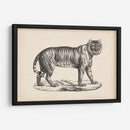 Brodtmann Tigre Femenino - Brodtmann | Cuadro decorativo de Canvas Lab