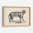 Brodtmann Tigre Femenino - Brodtmann | Cuadro decorativo de Canvas Lab