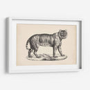 Brodtmann Tigre Femenino - Brodtmann | Cuadro decorativo de Canvas Lab