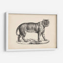 Brodtmann Tigre Femenino - Brodtmann | Cuadro decorativo de Canvas Lab